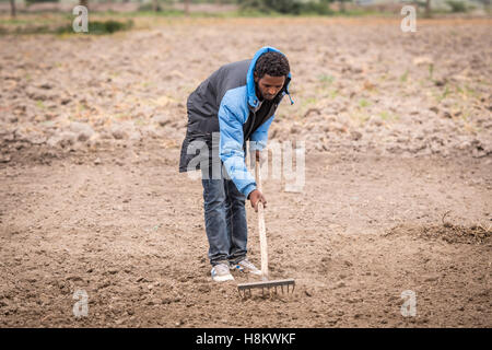 Meki Batu, Äthiopien - junge männliche Arbeiter Bodenbearbeitung den Boden an den Obst- und Gemüse-Erzeuger-Genossenschaft in Meki Batu. Stockfoto