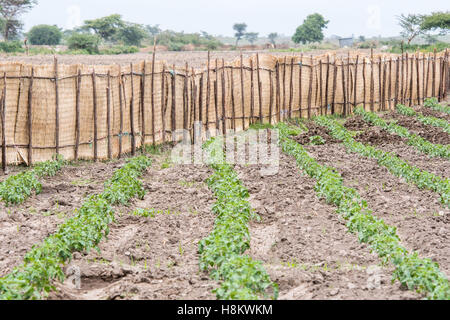 Meki Batu, Äthiopien - Pfeffer junge Pflanzen wachsen in einem Feld bei der Obst- und Gemüse-Erzeuger-Genossenschaft in Meki Batu. Stockfoto