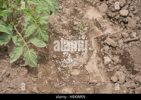 Meki Batu, Äthiopien - Pfeffer junge Pflanzen wachsen in einem befruchteten Feld bei der Obst- und Gemüse-Erzeuger-Genossenschaft in Meki B Stockfoto