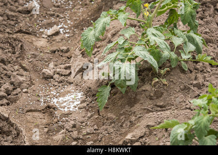 Meki Batu, Äthiopien - Pfeffer junge Pflanzen wachsen in einem befruchteten Feld bei der Obst- und Gemüse-Erzeuger-Genossenschaft in Meki B Stockfoto