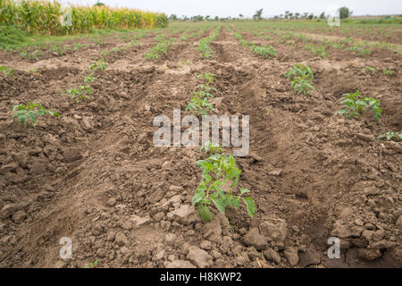 Meki Batu, Äthiopien - Pfeffer junge Pflanzen an den Obst- und Gemüse-Erzeuger-Genossenschaft in Meki Batu. Stockfoto