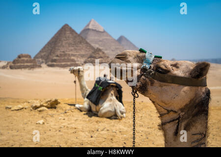 Kairo, Ägypten zwei Kamele in der Wüste mit den drei großen Pyramiden von Gizeh im Hintergrund vor einem strahlend blauen Himmel ruht. Stockfoto