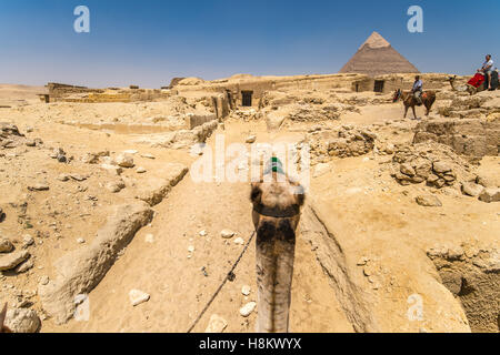 Kairo, Ägypten Kamel-Treiber auf dem Pferd und Reiten ein Kamel zu Fuß durch die Wüste mit den Pyramiden von Gizeh, die ich wie ein tourist Stockfoto