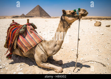 Kairo, Ägypten Kamel in der Wüste mit den Pyramiden von Gizeh im Hintergrund ruht. Dies ist die Pyramide des Mykerinos, die Stockfoto