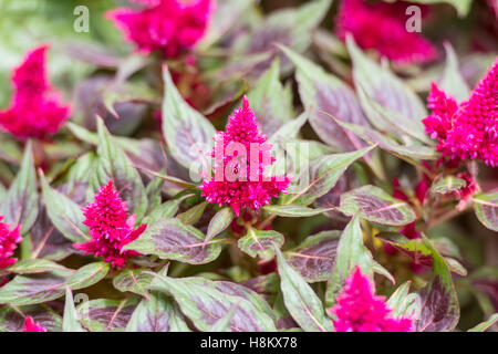 Amsterdam, Niederlande Nahaufnahme von Blumensträuße von rosa kegelförmigen Celosia Blumen zum Verkauf in einem Outdoor-Markt. Stockfoto