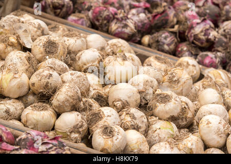 Amsterdam, Niederlande Nahaufnahme von verschiedenen Blumenzwiebeln für den Verkauf in einem Outdoor-Markt. Stockfoto
