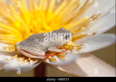 Angolanische Reed Frosch (Hyperolius sp) auf Blüte der Seerose (Nymphaea Nochali) Stockfoto