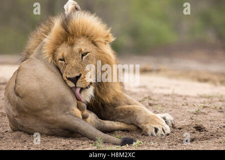 Männlicher Löwe (Panthera Leo), leckte seine Kugeln Stockfoto