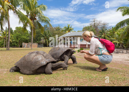 Fütterung von Aldabra-Riesenschildkröten auf Curieuse Island, Seychelles Tourist. Stockfoto