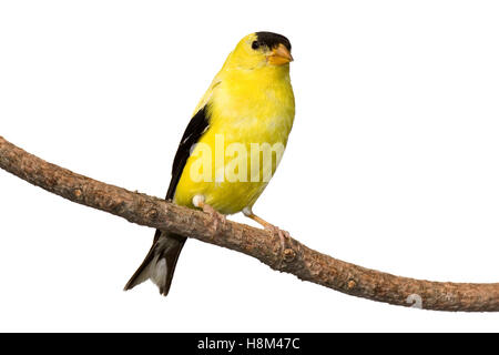 amerikanische Stieglitz in Ruhe isoliert auf weißem Hintergrund Stockfoto