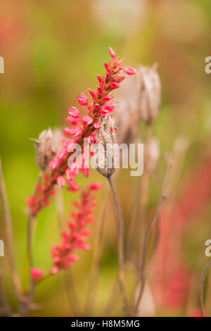 Persicaria amplexicaulis 'FiRetail' mit getrockneten Saatköpfen. Oudolf Field, Hauser & Wirth, Somerset, Großbritannien. September. Designer Piet Oudolf Stockfoto