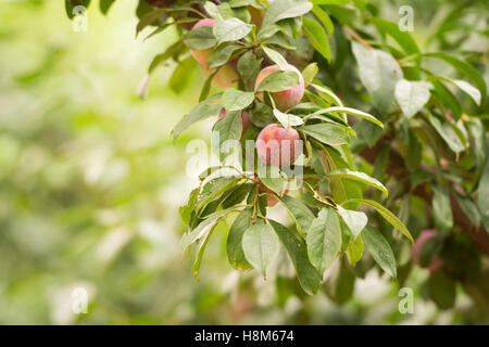 Peking, China - junge Pfirsiche wachsen an Bäumen auf einer Farm in der Nähe von Peking, China. Stockfoto