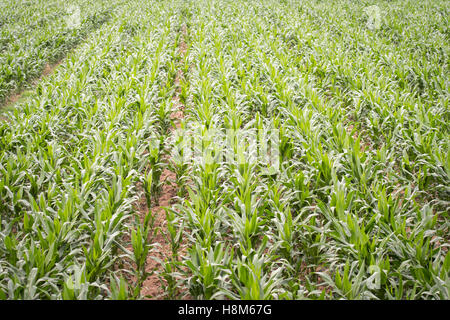 Peking, China - ein weites Feld an Mais wächst auf einem Bauernhof in der Nähe von Peking, China. Stockfoto