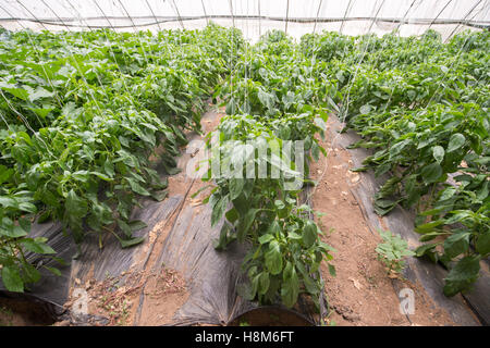 Gemüse Pflanzen in einem Gewächshaus Hexe aus Metall Profil Stockfoto