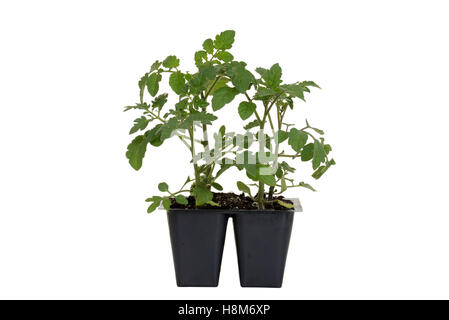 Kirsche rot Hybrid Tomatenpflanze im tray Stockfoto