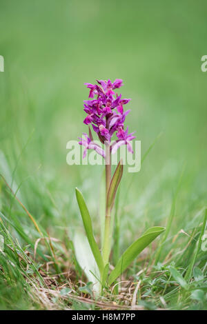 Holunder-Knabenkraut, Dactylorhiza Sambucina Holunder-blühenden Orchidee Stockfoto