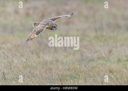 Sumpfohreule, Asio Flammeus, wilde Short Eared Owl-Jagd Stockfoto