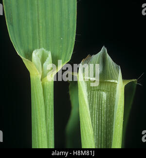 Wildhafer Avena Fatua, Blatt Blatthäutchen von einer landwirtschaftlichen Ungras Stockfoto