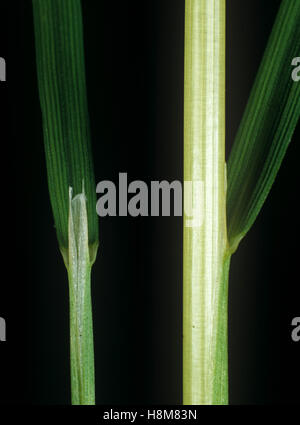 Lose seidig-gebogen, Apera Spica-Venti, Blatt Blatthäutchen am Knoten und Stiel von einer landwirtschaftlichen Ungras Stockfoto