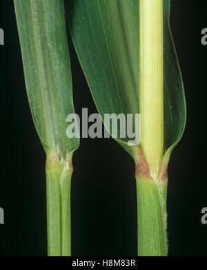 Grüne Fuchsschwanz, Setaria Viridis leaf Blatthäutchen am Knoten und Stiel von einer landwirtschaftlichen Ungras Stockfoto