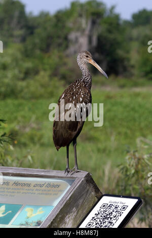 Limpkin Aramus Guarauna in Kreis B Bar reservieren Lakeland Florida USA, wo sie sehr zugänglich und leicht zu sehen sind Stockfoto