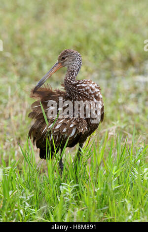 Limpkin Aramus Guarauna in Kreis B Bar reservieren Lakeland Florida USA Altvogel putzen Stockfoto