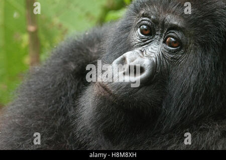 Erwachsenen männlichen Mountain Gorilla Porträt, Volcanoes-Nationalpark, Ruanda. Stockfoto