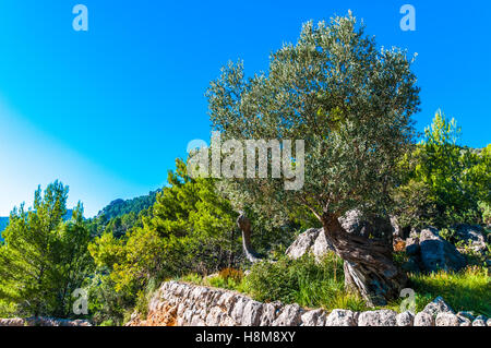 Alter Olivenbaum auf Mallorca Stockfoto