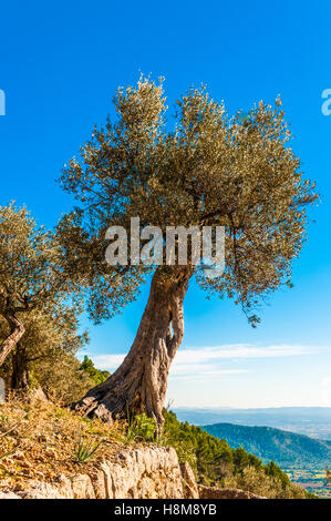 Alter Olivenbaum auf Mallorca Stockfoto