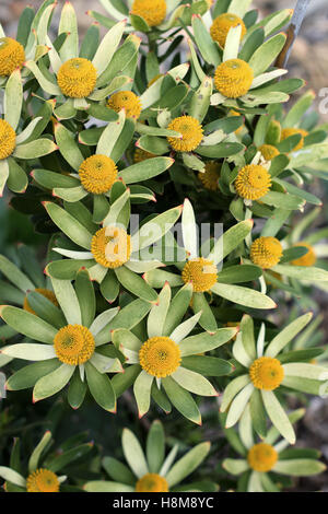 Leucadendron Gandogeri Proteas oder bekannt als breites Blatt Kegel Bush Blüten Stockfoto