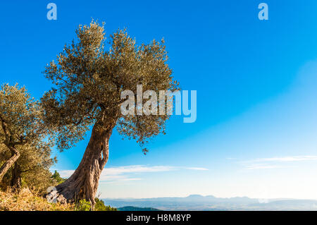 Alter Olivenbaum auf Mallorca Stockfoto