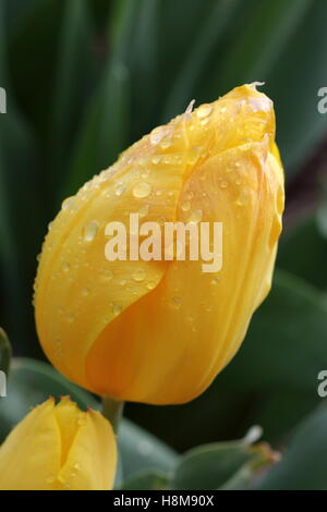 Frische gelbe Tulpe bedeckt in Wassertropfen vor grünem Hintergrund Stockfoto