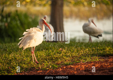 Das Sonnenlicht am späten Nachmittag beleuchtet das weiße Gefieder eines amerikanischen weißen Ibis am Ufer des Lake Harris in Leesburg, FL. (USA) Stockfoto