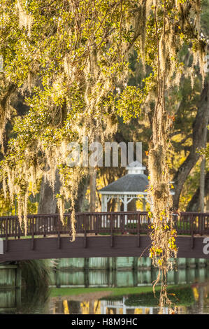 Sonnendurchflutetes Spanish Moss hängt von Florida Eichen auf dem schönen Gelände des Sawgrass Marriott Golf Resort in Ponte Vedra Beach. Stockfoto