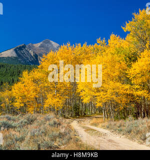 Rennstreckenareal durch eine Espe Hain im Herbst Farbe den Pioneer Mountains in der Nähe von Glen, montana Stockfoto