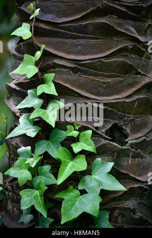 Efeu wächst auf Elfenbein Palme Baumstamm, (Phytelephas Macrocarpa), Jardín de Aclimatión De La Orotava, Botanischer Garten Stockfoto