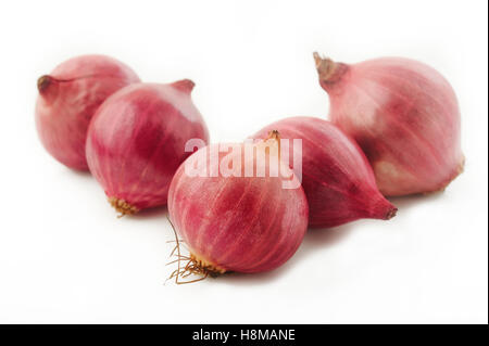 Schalotte Zwiebel isoliert auf weißem Hintergrund Stockfoto