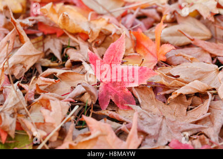 Bunte strukturierte Blätter im Herbst Stockfoto