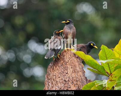 Drei wilde Vögel auf dem drei Stamm - indische Myna, Seychellen Insel La Digue Stockfoto