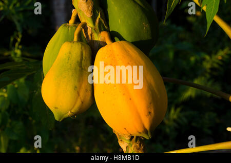 Papaya-Baum Anaike, Niue, Südpazifik, Ozeanien Stockfoto