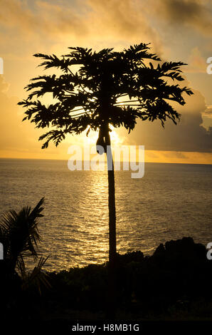 Papaya-Baum bei Sonnenuntergang, Anaike, Niue, Südpazifik, Ozeanien Stockfoto