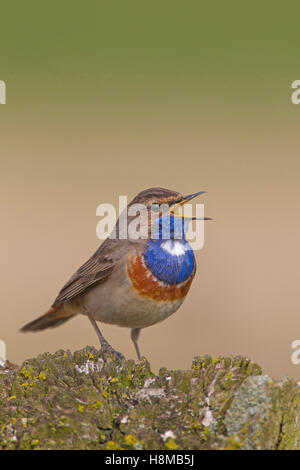 Weiß gefleckten Blaukehlchen (Luscinia Svecica). Erwachsenen männlichen Gesang auf einem Felsen stehend. Deutschland Stockfoto