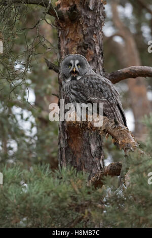 Große graue Eule / Bartkauz ( Strix nebulosa ), erwachsener Raubvogel, hoch in einer Nadelbäume, Kiefer, gut getarnt, Ruf, Wildtiere, Europa. Stockfoto