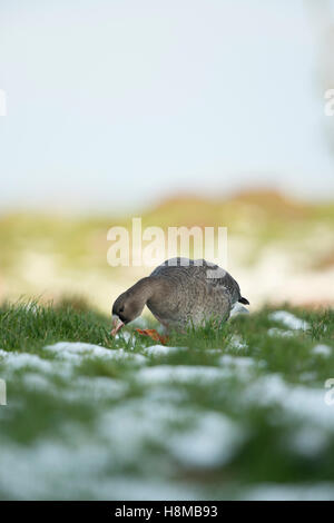 Weiß – Anser Gans / Blaessgans (Anser Albifrons), arktischen winter Gast lustig watscheln Gait, niedrige Sicht, frontale Aufnahme. Stockfoto