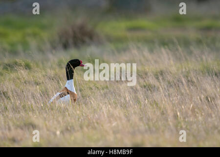 Brandgans (Tadorna Tadorna), Männchen, sitzen auf einer Wiese, umgeben von hohen trockenen Grases, um aufmerksam beobachten. Stockfoto