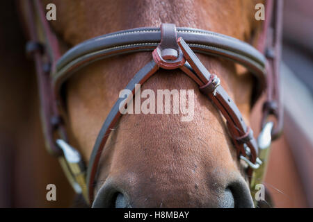 Locker sitzende Reithalfter Stockfoto