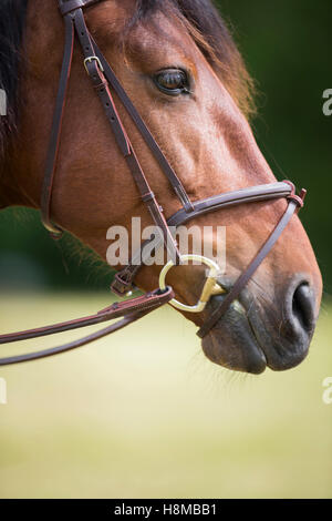 Locker sitzende Reithalfter Stockfoto