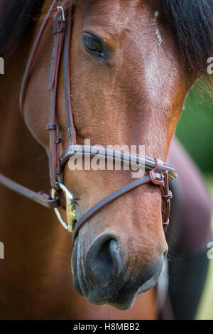 Locker sitzende Reithalfter Stockfoto