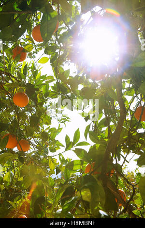 Niedrigen Winkel Ansicht der Sonne durch Orangenbaum Stockfoto