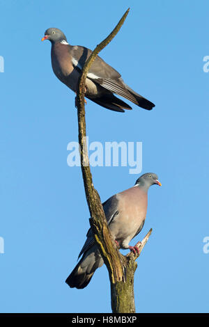 Gemeinsamen Ringeltaube (Columba Palumbus). Paar thront auf einem Toten Ast Stockfoto